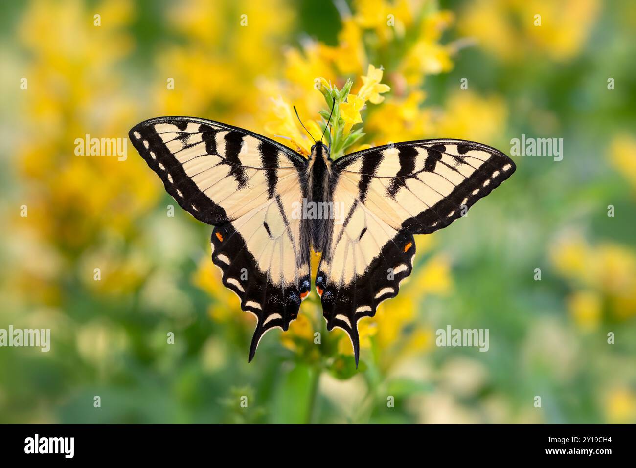 Macro of an eastern tiger swallowtail (papilio glaucus) feeding on yellow salvia flowers - top view with wings spread open Stock Photo