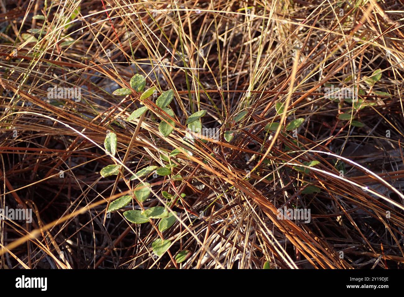 Creeping Blueberry (Vaccinium crassifolium) Plantae Stock Photo - Alamy