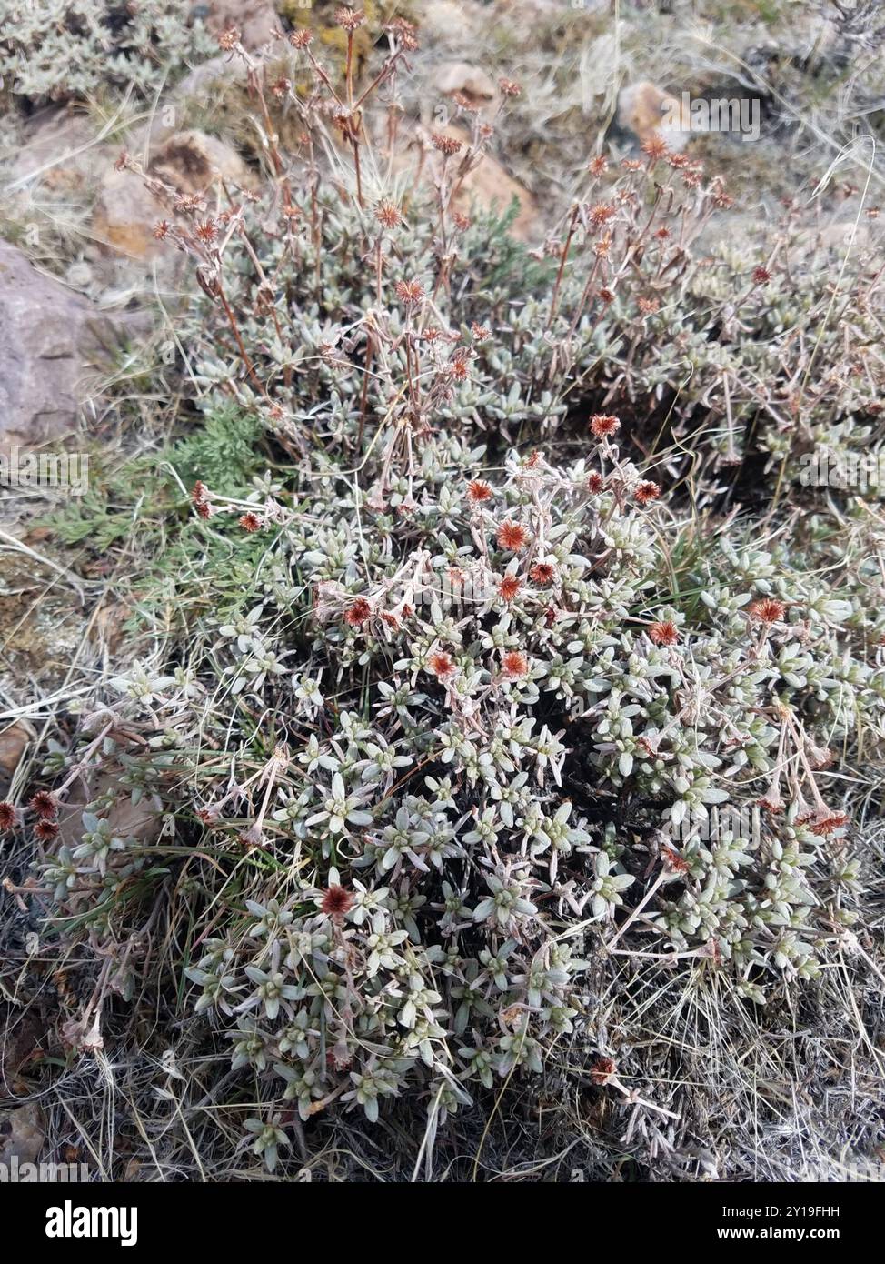 rock buckwheat (Eriogonum sphaerocephalum) Plantae Stock Photo