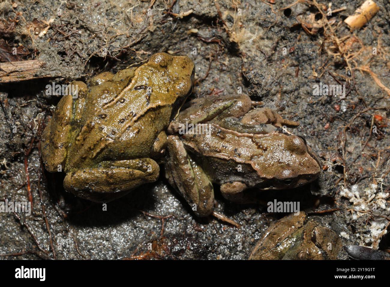 European Common Frog (Rana temporaria) Amphibia Stock Photo - Alamy