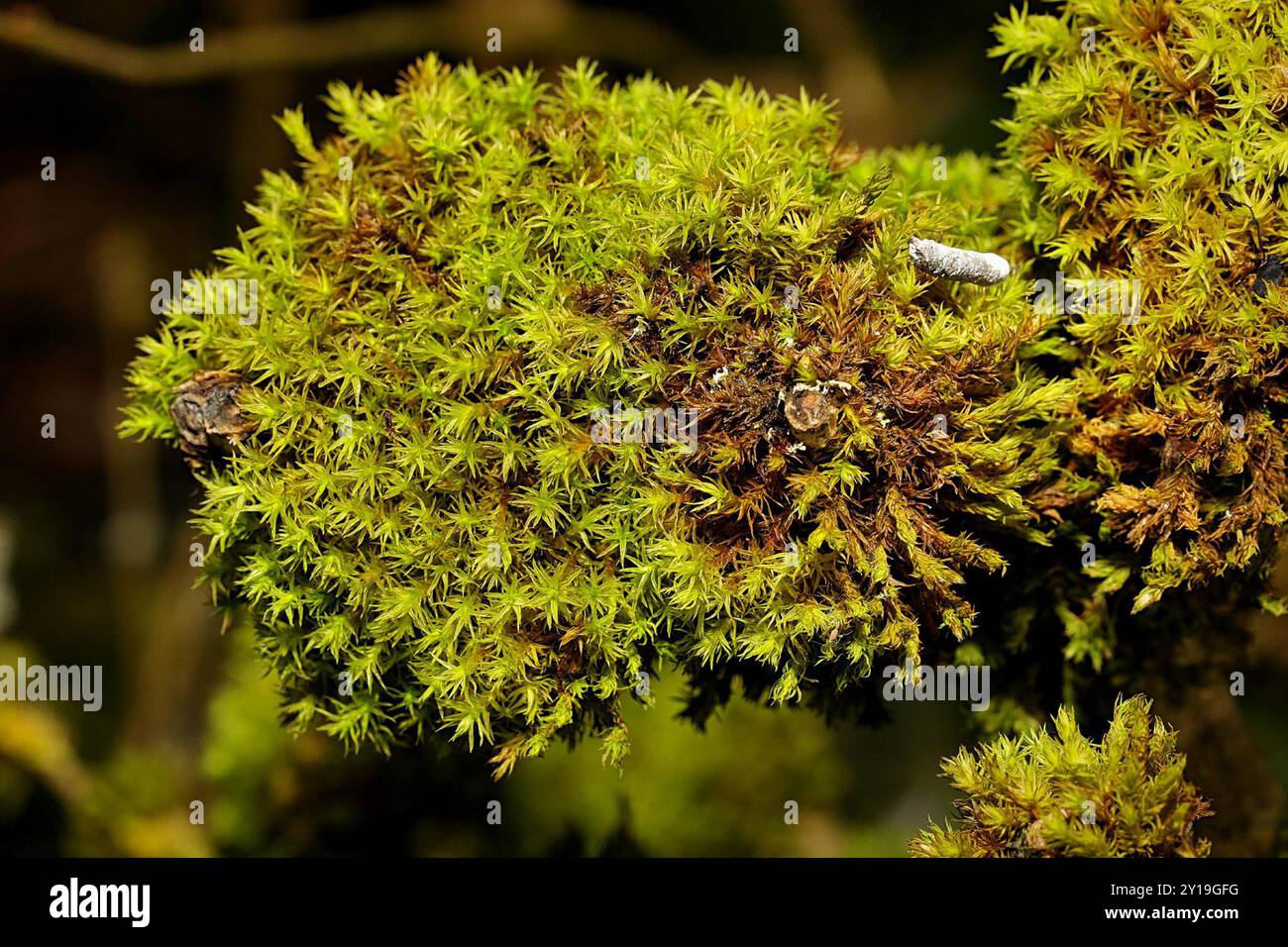 Bristle mosses (Orthotrichum) Plantae Stock Photo