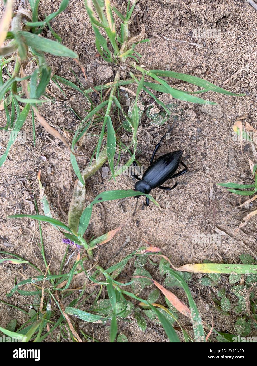 Desert Stink Beetles (Eleodes) Insecta Stock Photo - Alamy