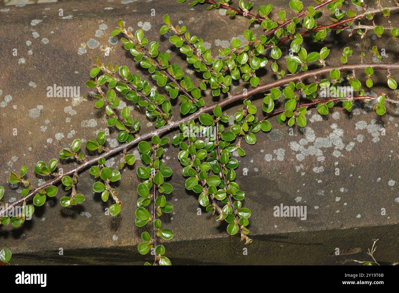 Hjelmqvist's Cotoneaster (Cotoneaster hjelmqvistii) Plantae Stock Photo