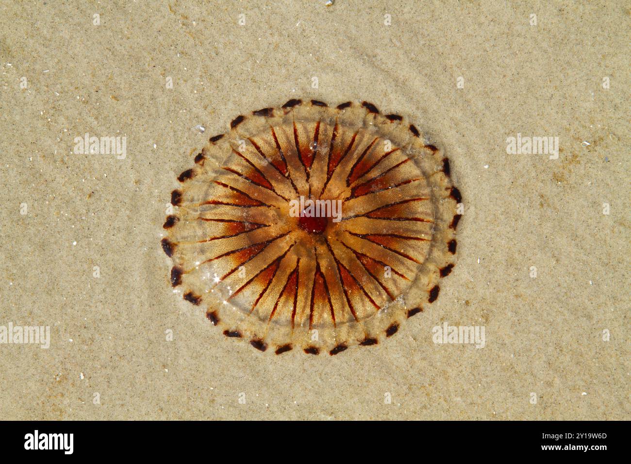 Compass jellyfish washed up the beach, beautiful radial symmetry Stock Photo