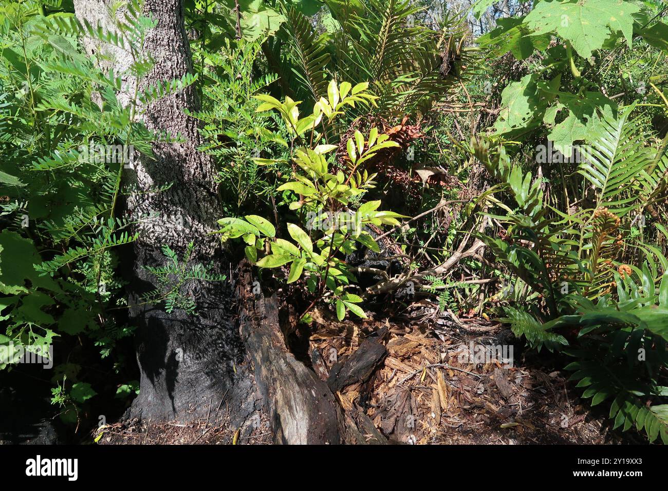 butterspoon tree (Cunonia capensis) Plantae Stock Photo - Alamy