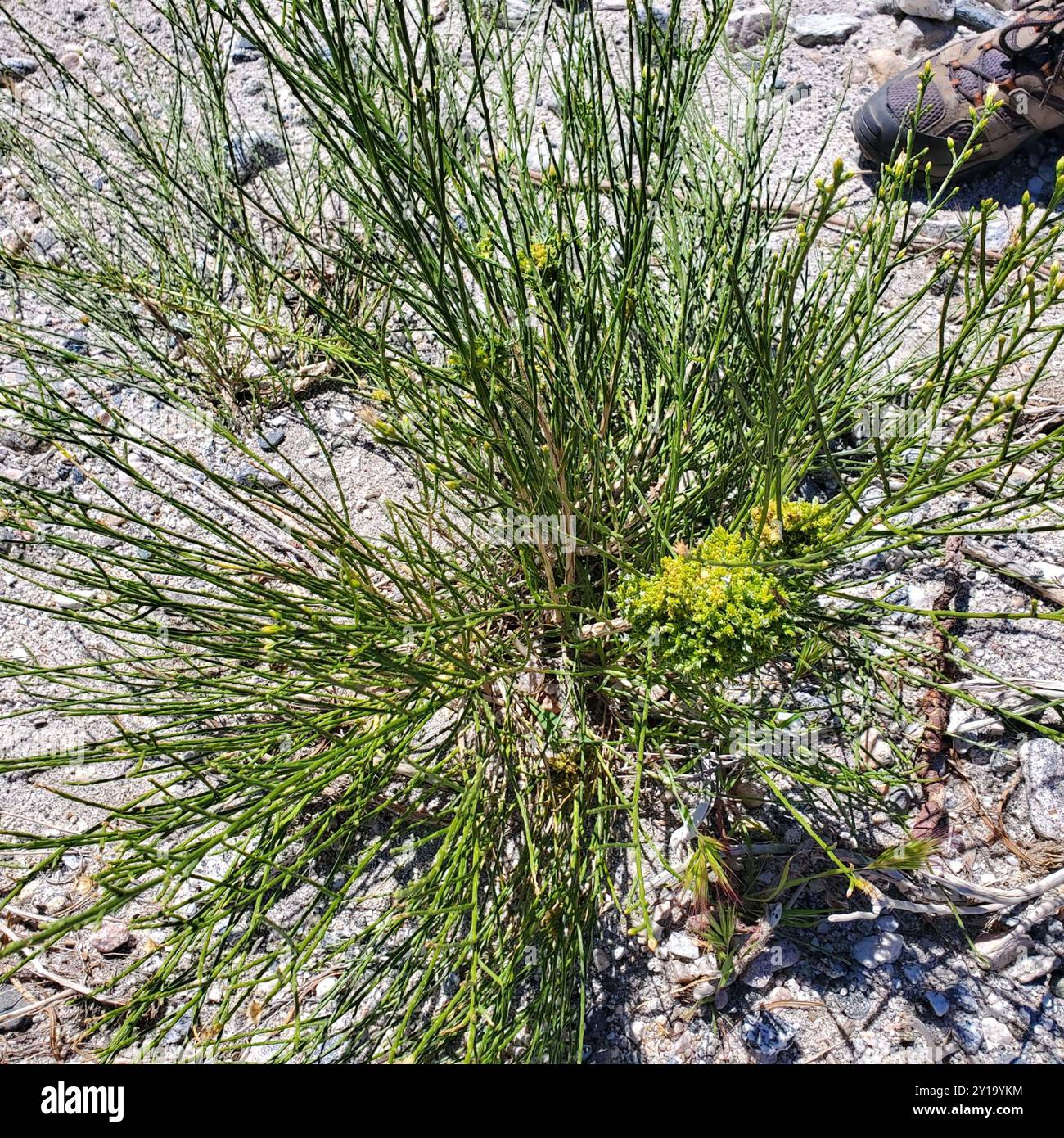 California Broomsage (Lepidospartum squamatum) Plantae Stock Photo - Alamy