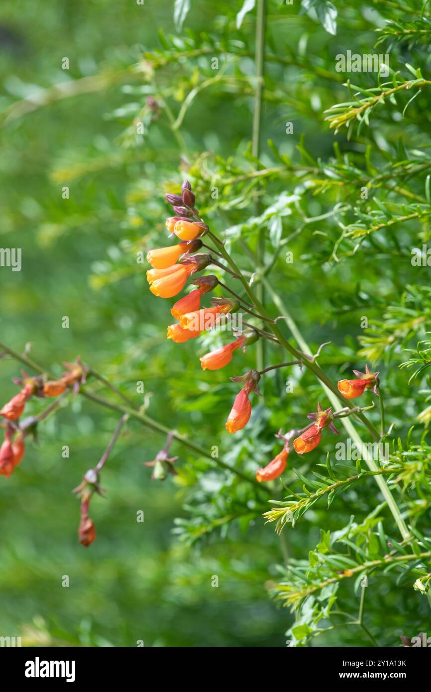 Close up of Chilean glory flowers (eccremocarpus scaber) in bloom Stock Photo