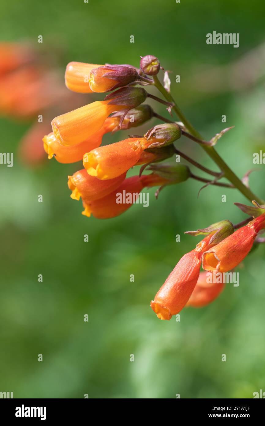 Close up of Chilean glory flowers (eccremocarpus scaber) in bloom Stock Photo