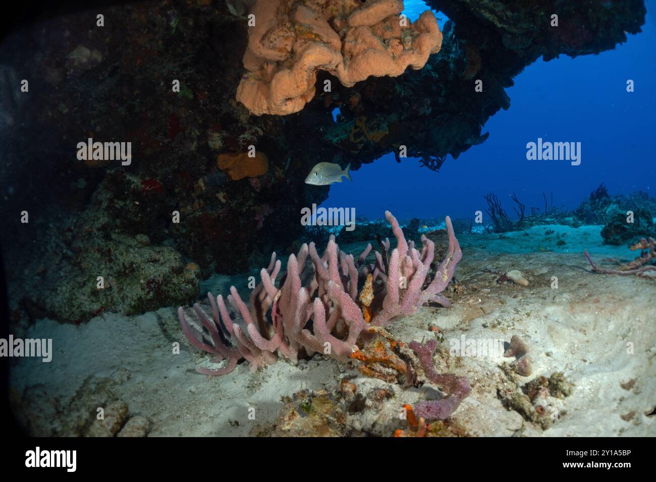 Cozumel Scuba Diving Stock Photo