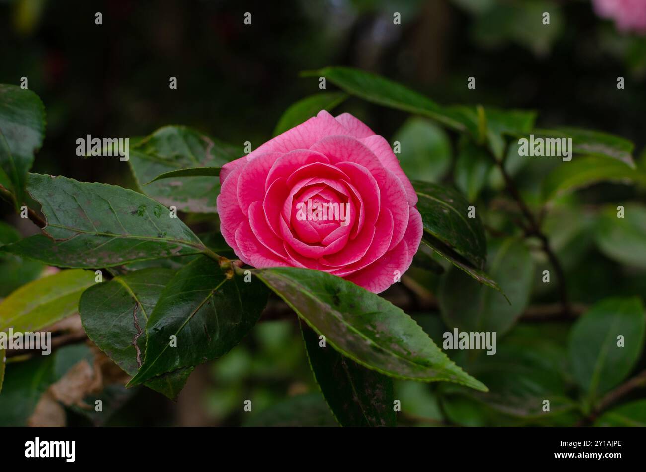 The red camellia flower is an ornamental plant appreciated for its ...
