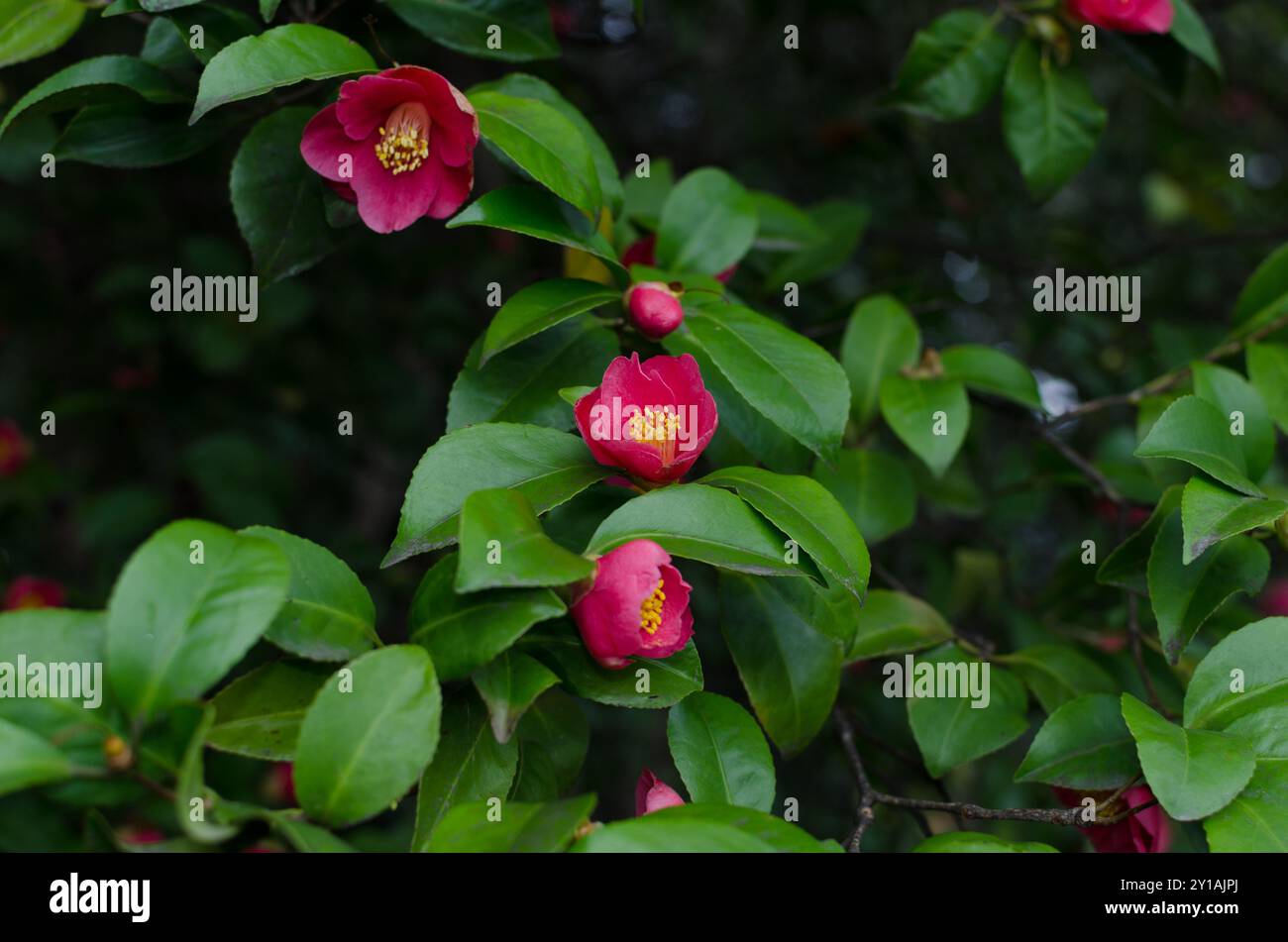 The red camellia flower is an ornamental plant appreciated for its ...