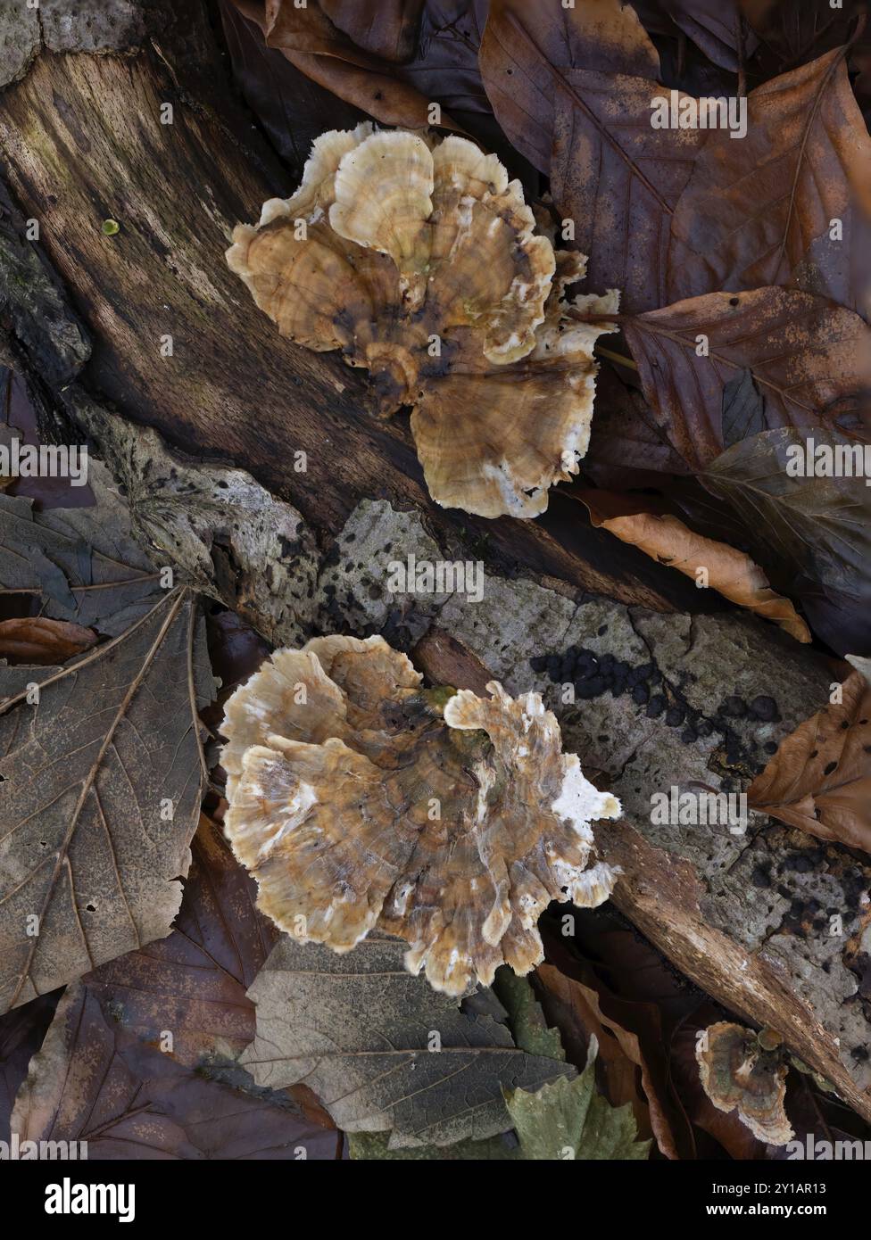Turkeytail fungus on fallen log in English woodland Stock Photo - Alamy