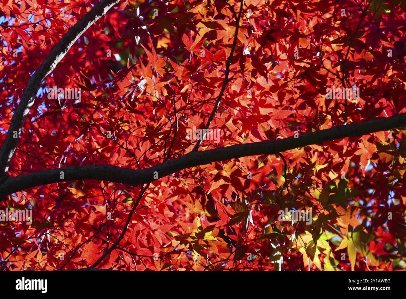 Japanese maples hi-res stock photography and images - Alamy