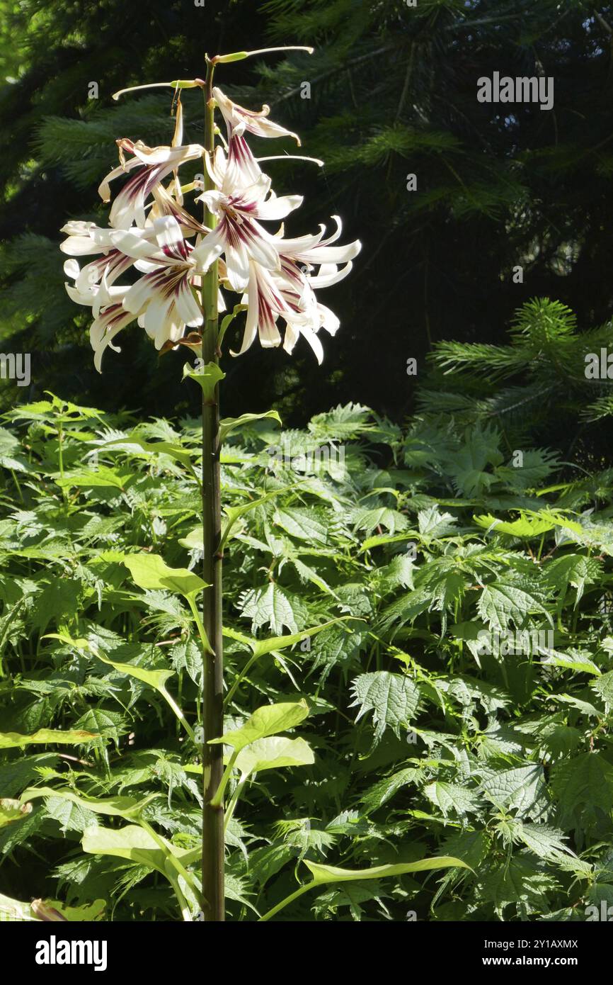 Cardiocrinum giganteum Stock Photo