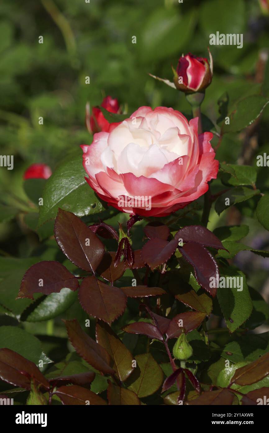 Old fashioned rose hi-res stock photography and images - Alamy