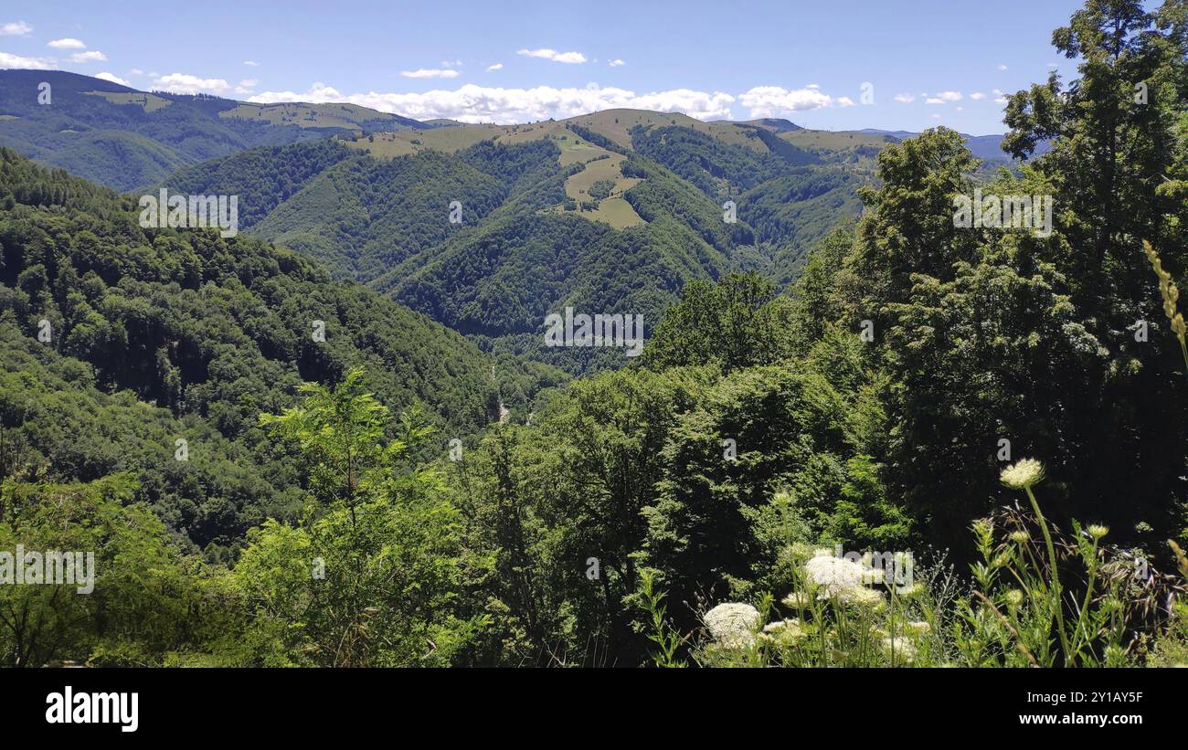 Forest area west of the Transalpina, Southern Carpathians, Romania, Europe Stock Photo