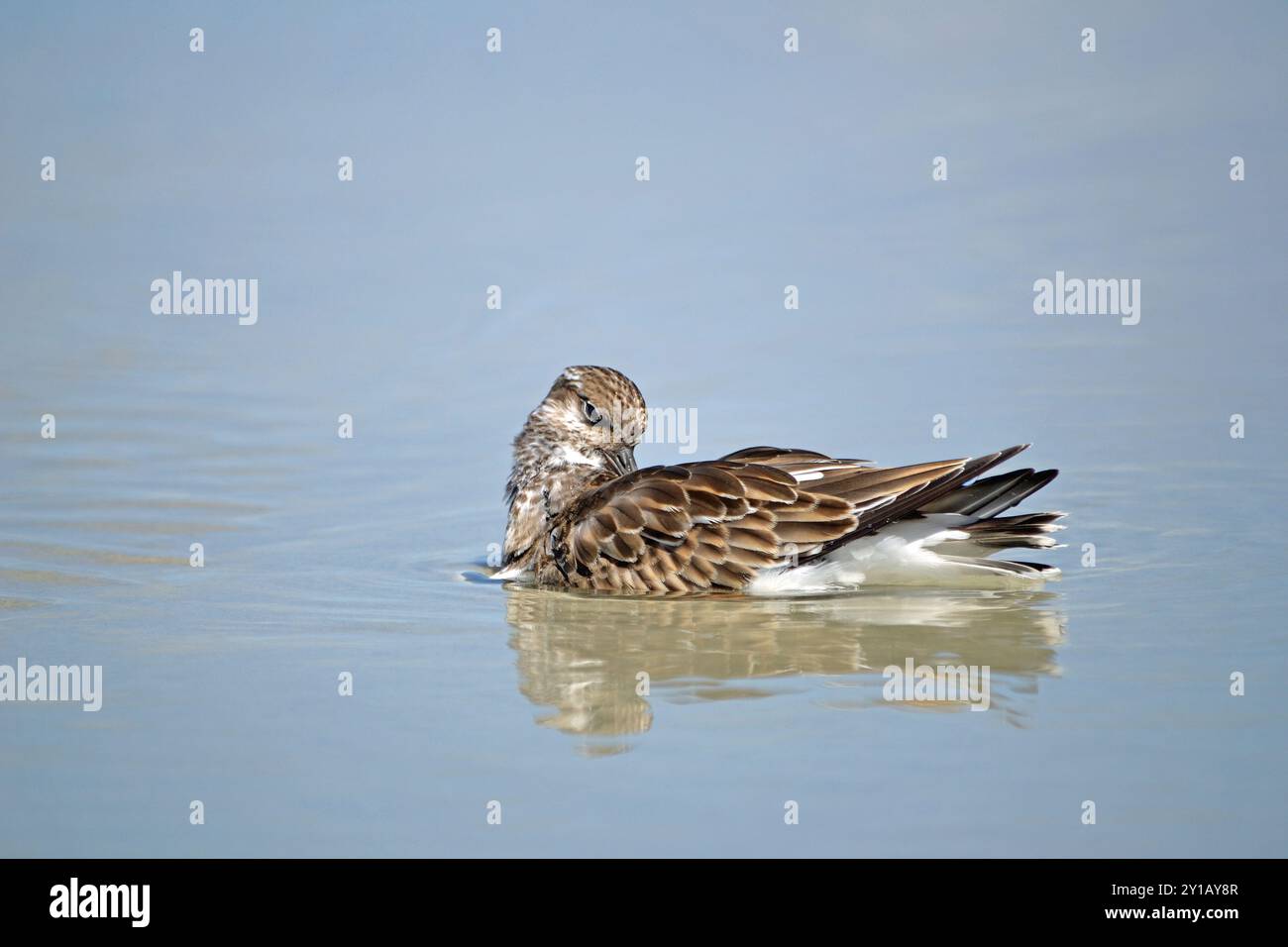 A ruddy turnstone bird floats in the wave pool on the beach at Ponce ...