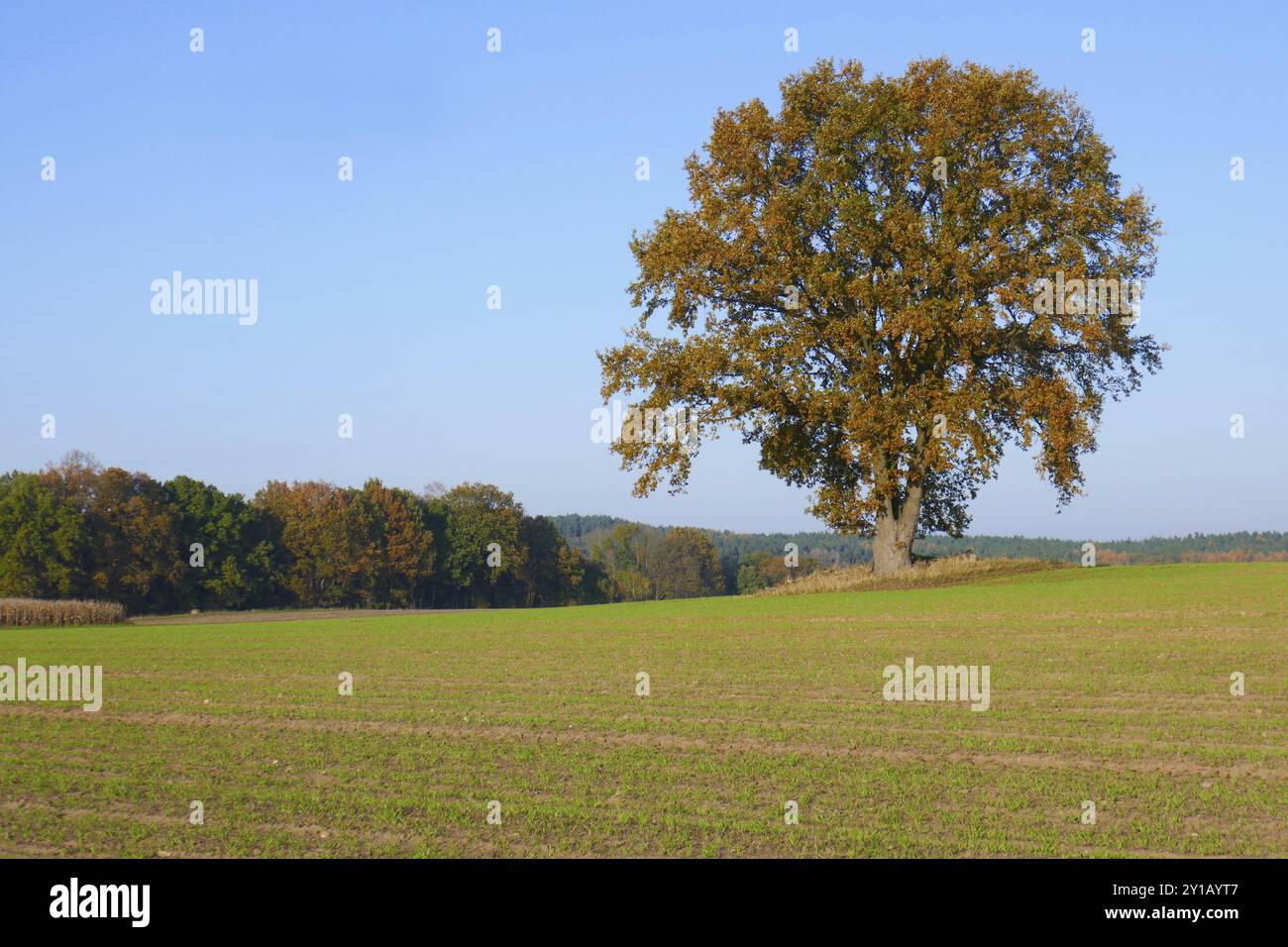 Old oak tree in autumn Stock Photo - Alamy