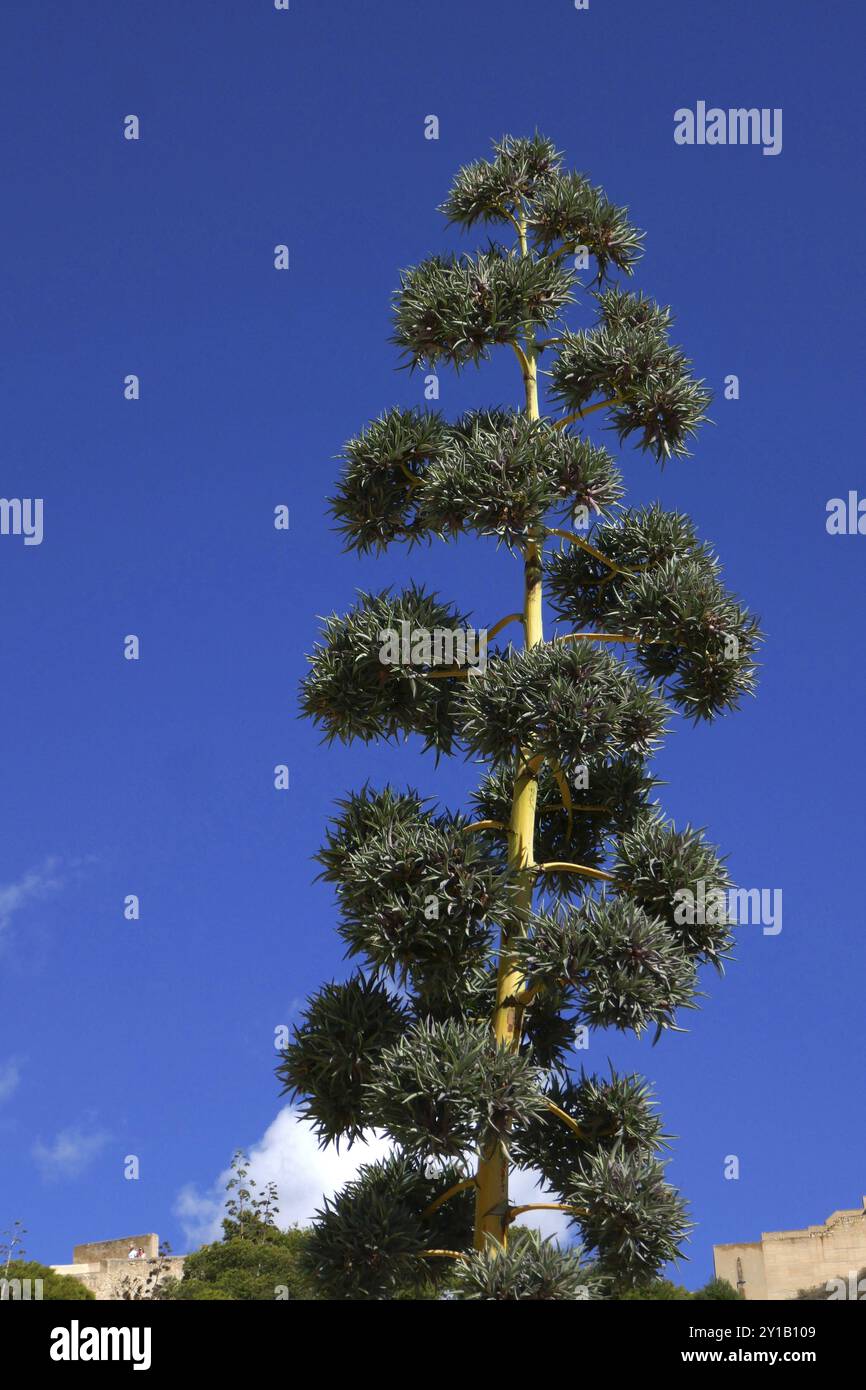 Agave vivipara Century Plant on Lanzarote Canary Islands Stock Photo - Alamy