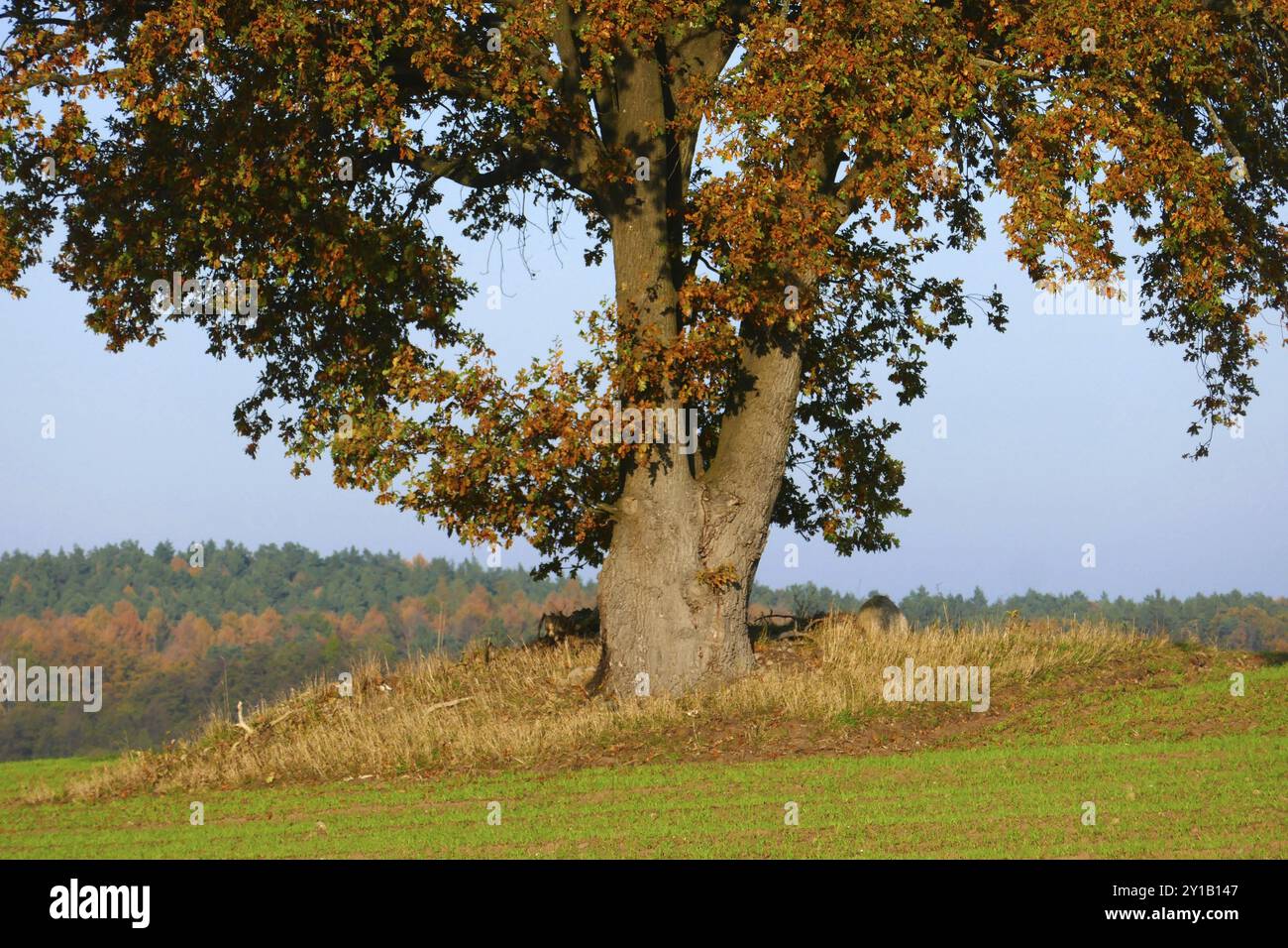 Old oak tree in autumn Stock Photo - Alamy