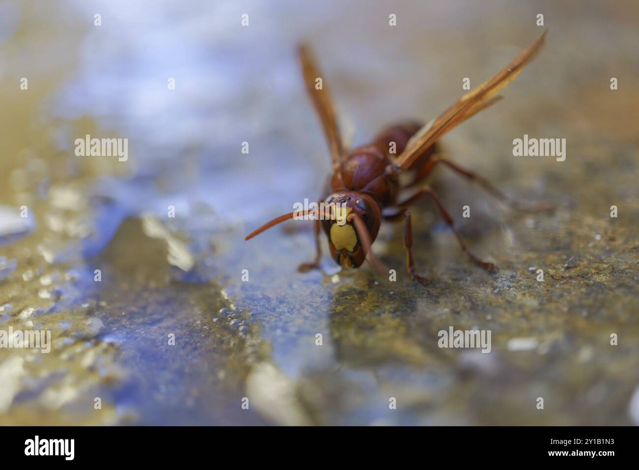 Frontal view of an invasive asiatic wasp, Vespa orientalis, drinking water in a puddle Stock Photo