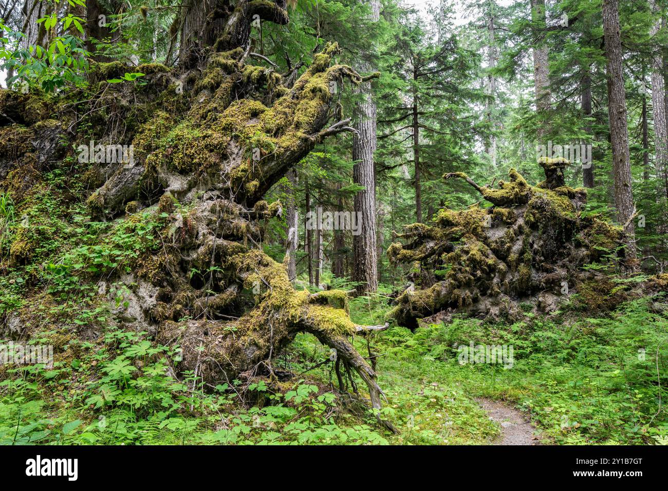 WA26033-00....WASHINGTON - Root balls along the Appleton Pass trail, Boulder Creek Valley,  Olympic National Park. Stock Photo