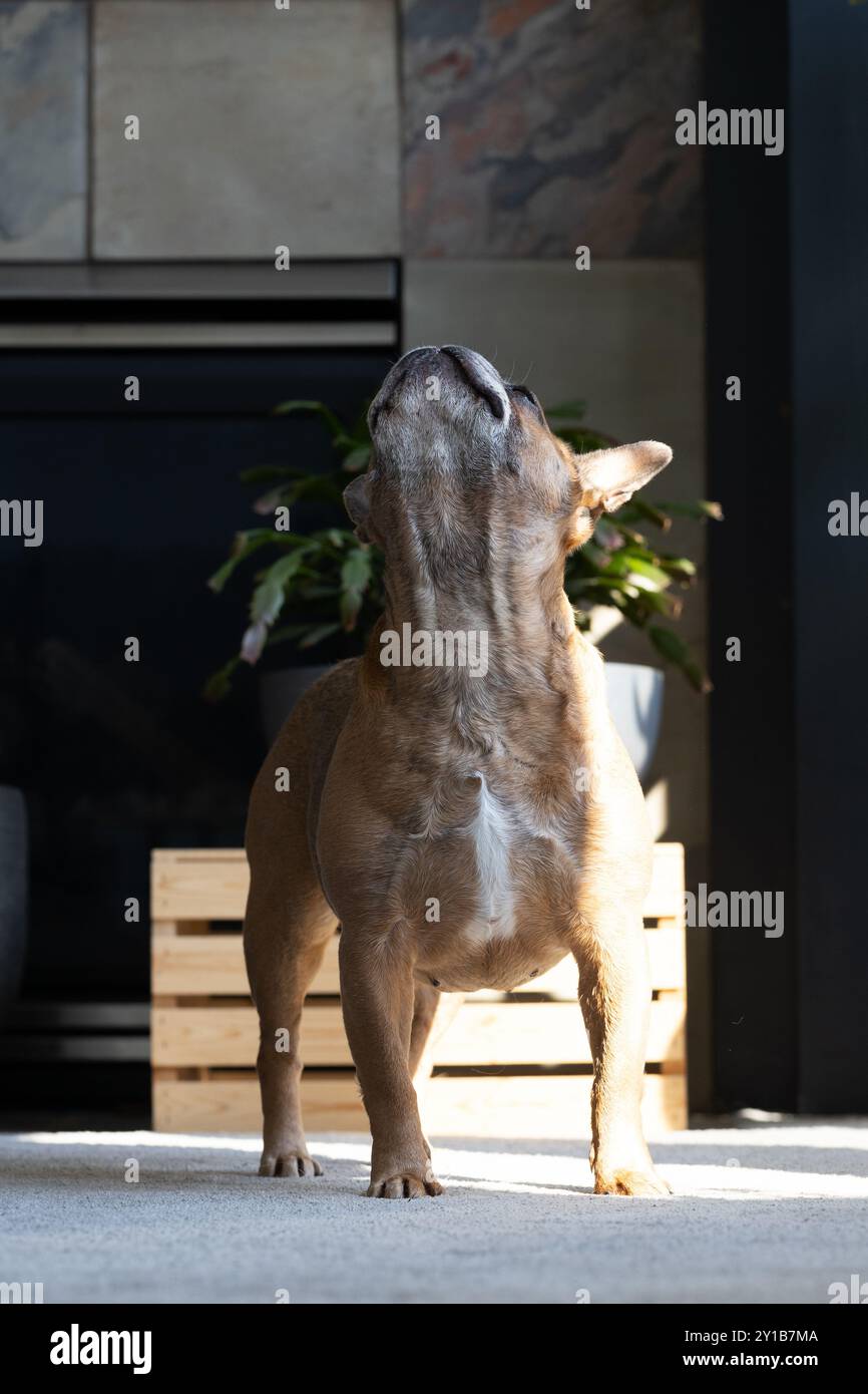 A French Bulldog standing and stretching with head up high. Stock Photo