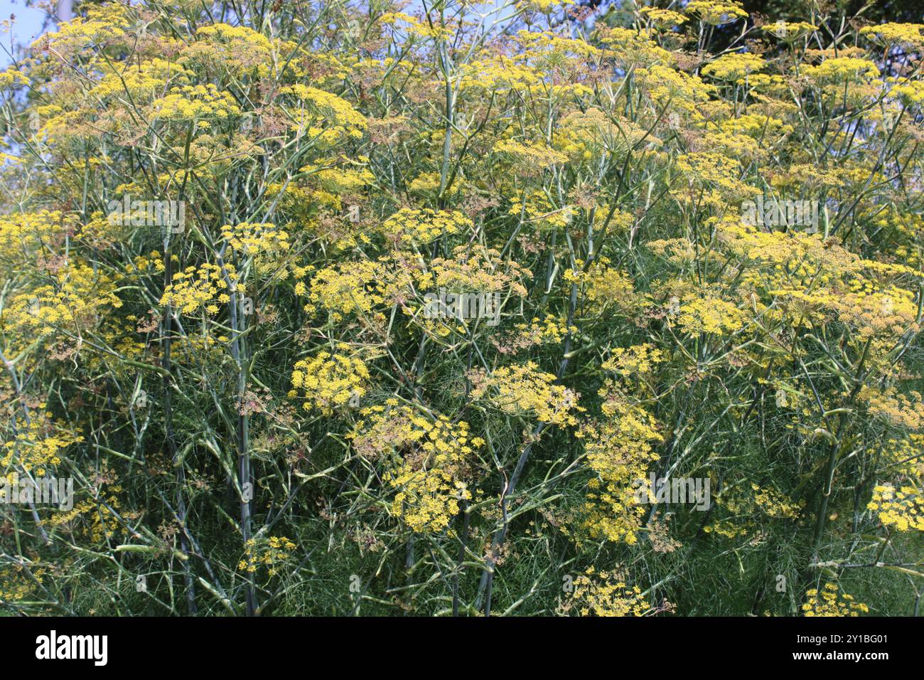 Purple and bronze hires stock photography and images Alamy