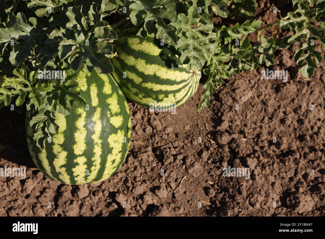Melon ripening on garden soil hi-res stock photography and images - Alamy