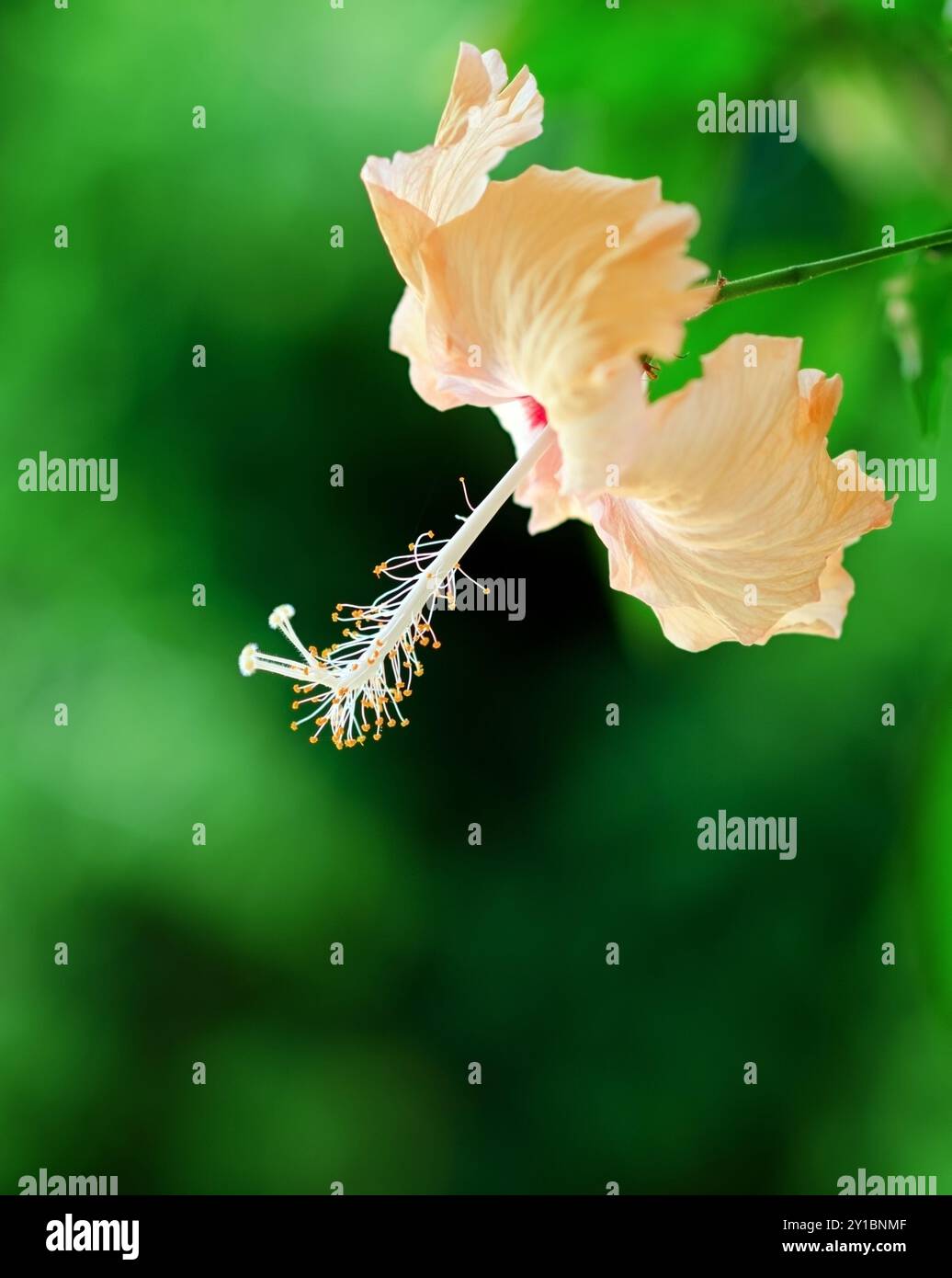 Hibiscus flower on a green background. Stock Photo