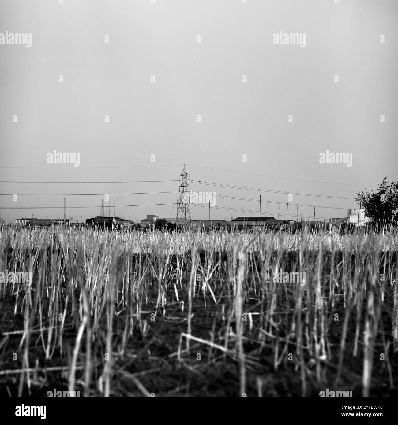 Selective Focus Shot - Actual Industrial Landscape with Electric power distribution & Failed Crops standing in Foreground - Location : Morena, India Stock Photo