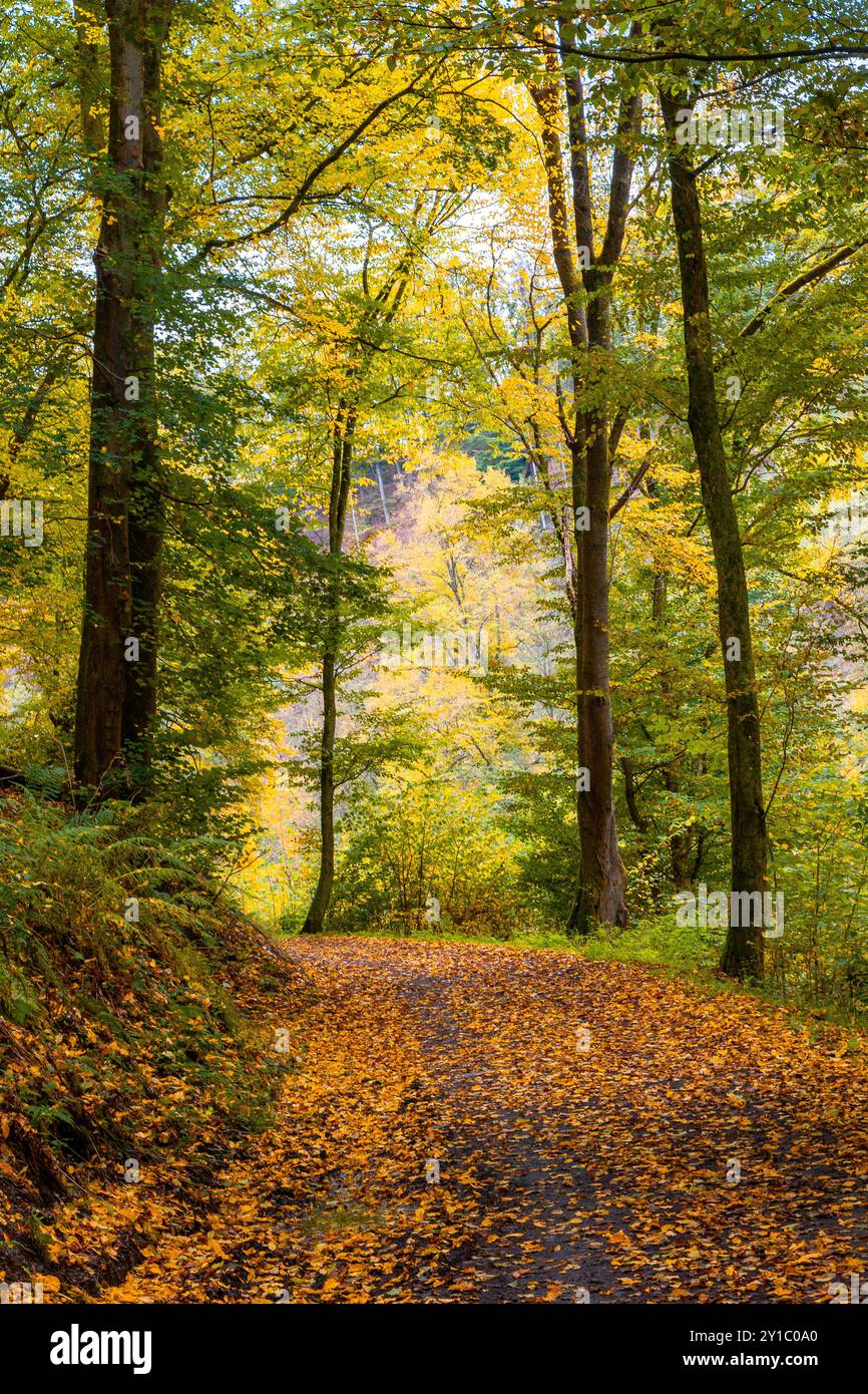 Beautiful autumn landscape with green and yellow leaves on trees and on ...