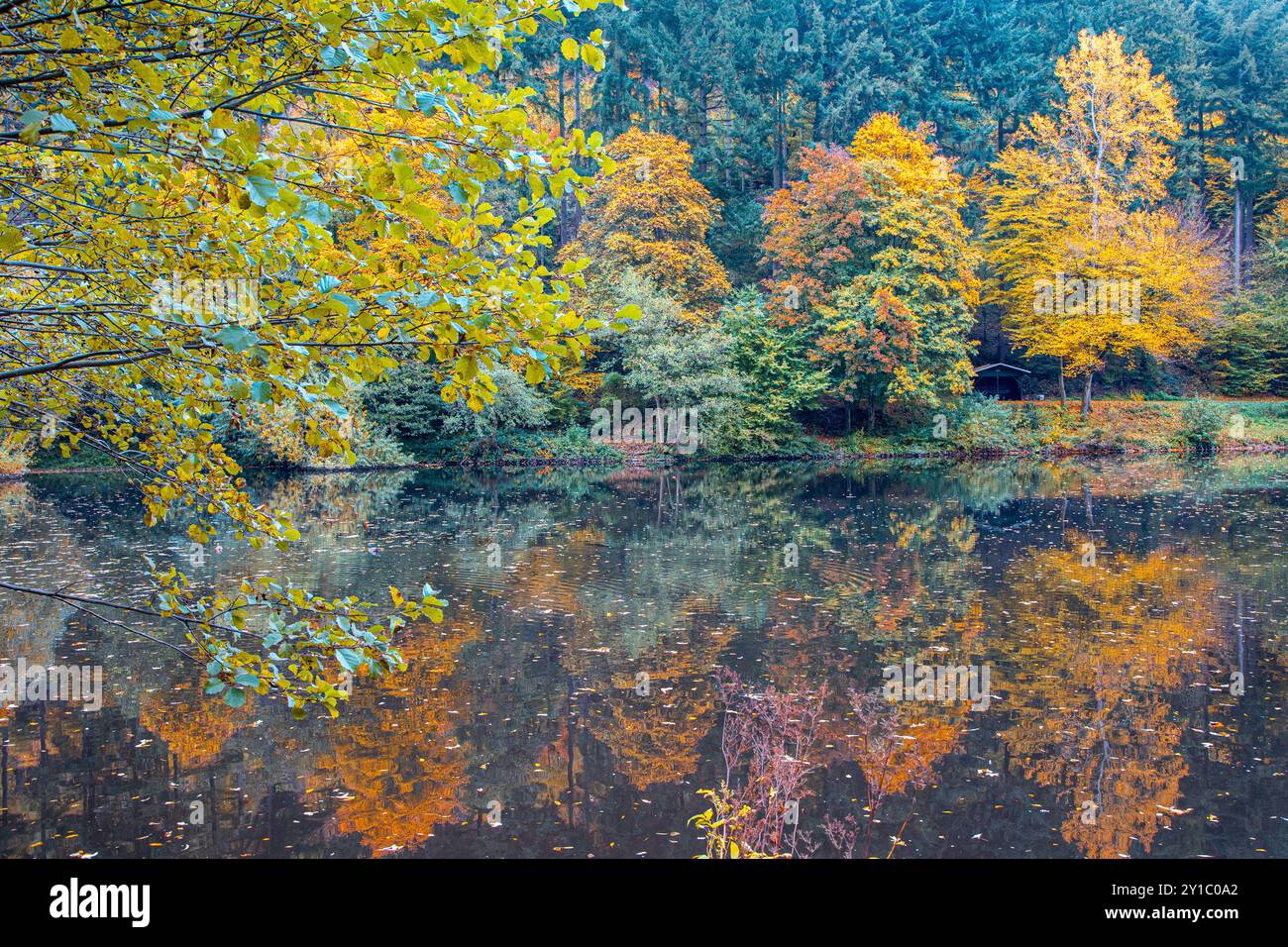 Beautiful autumn landscape with yellow and golden leaves on trees with ...
