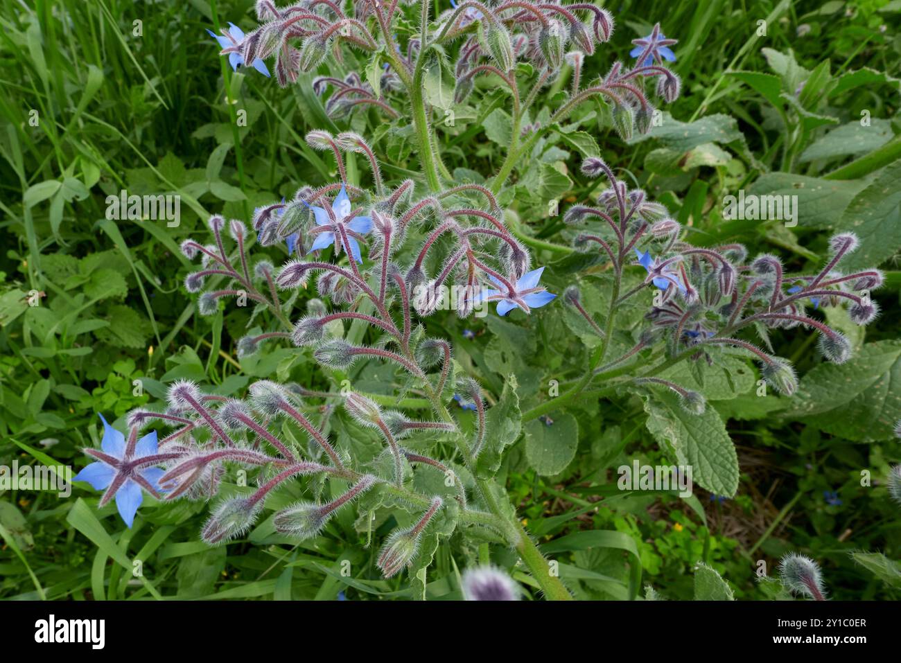 Borago officinalis plant in bloom Stock Photo