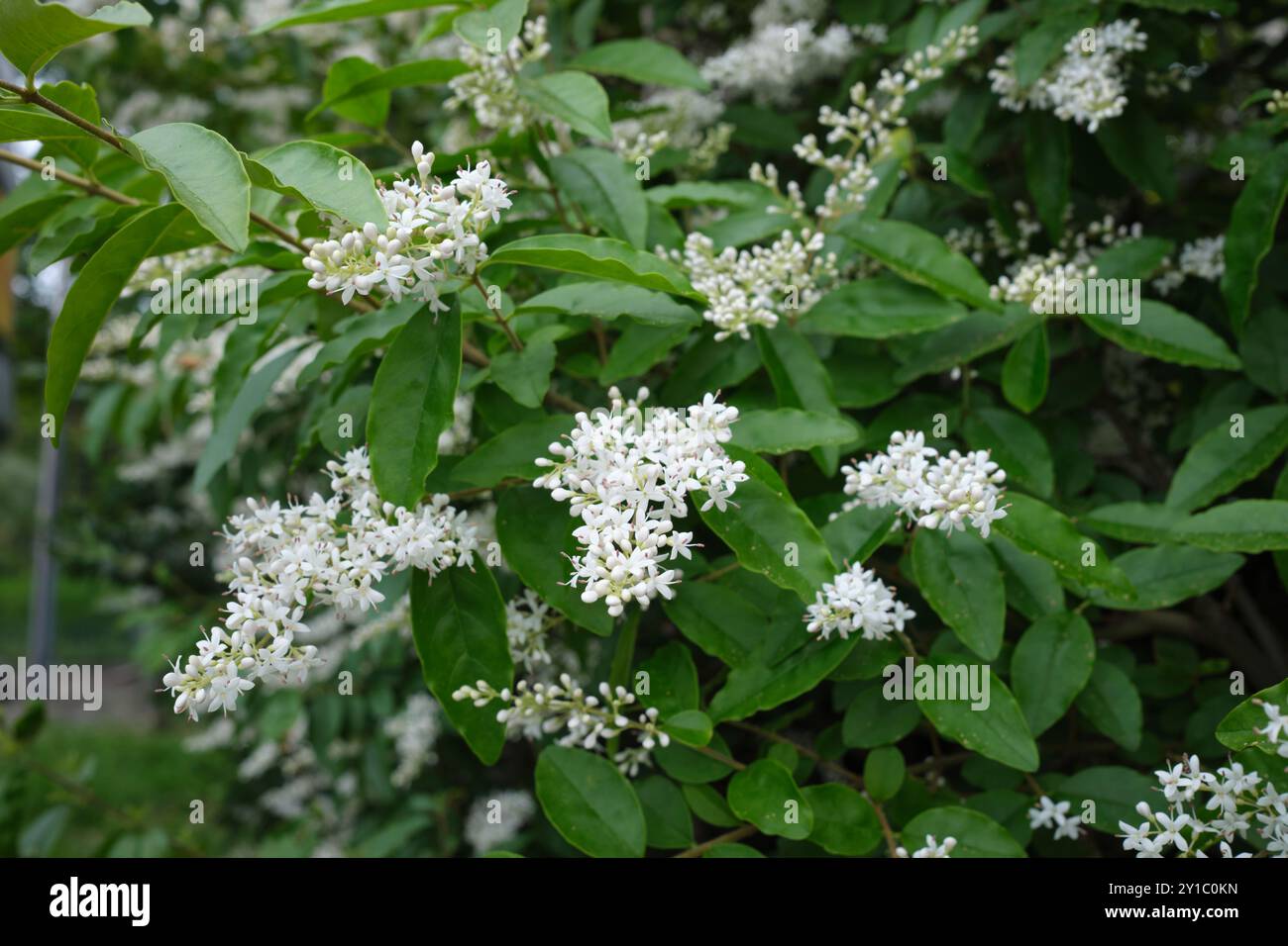 Ligustrum sinense hi-res stock photography and images - Alamy