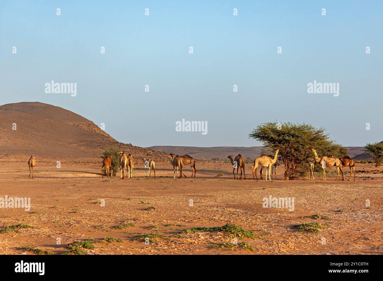 Camels In The Sahara Desert Stock Photo Alamy
