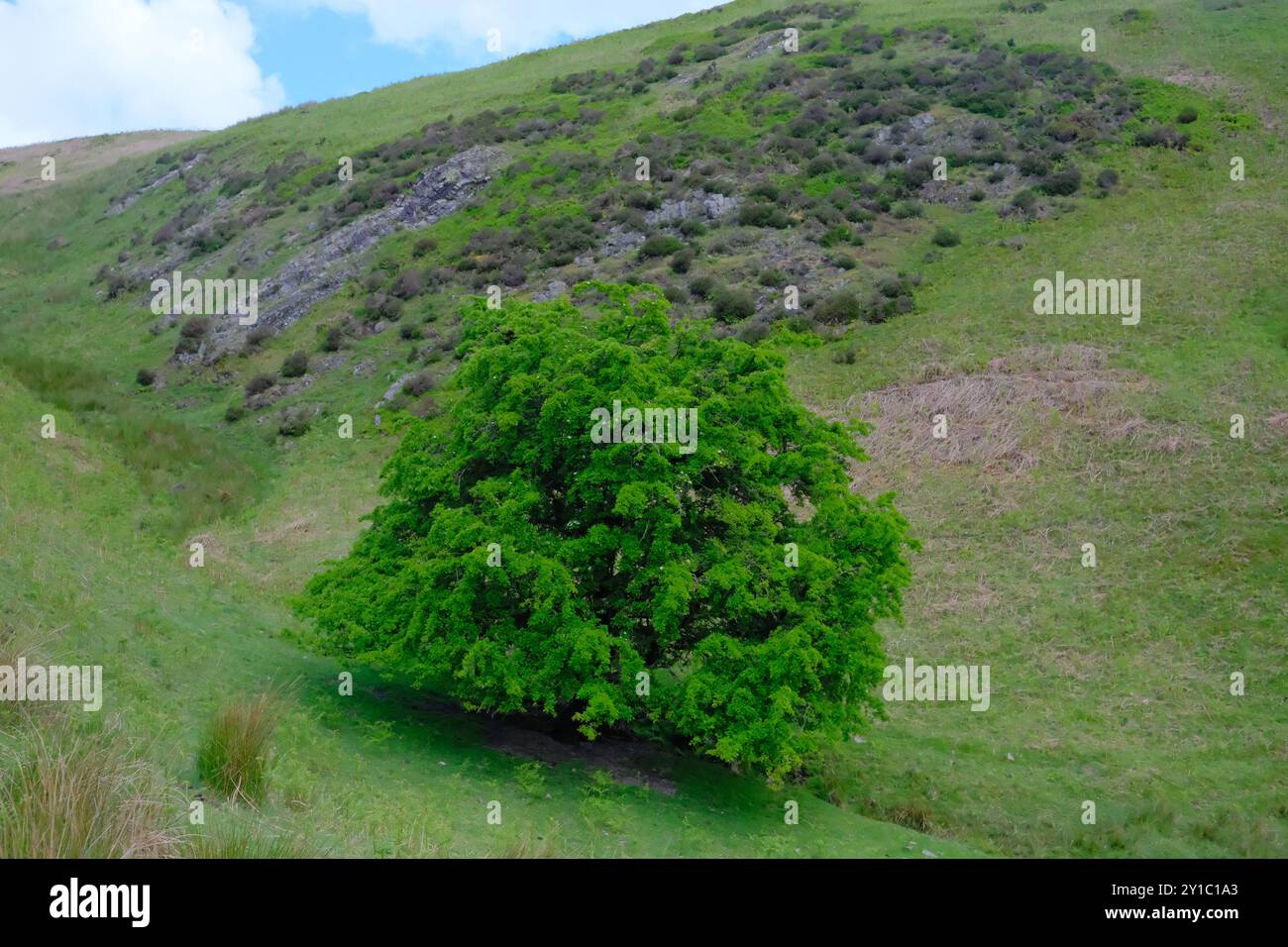 Msolo Tree Solo valley hi-res stock photography and images - Alamy