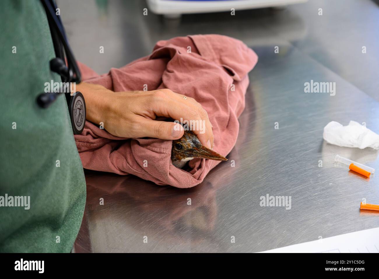 medical checkup for a newly admitted white-throated kingfisher (Halcyon smyrnensis) photographed at the Israeli Wildlife Hospital, Ramat Gan, Israel Stock Photo