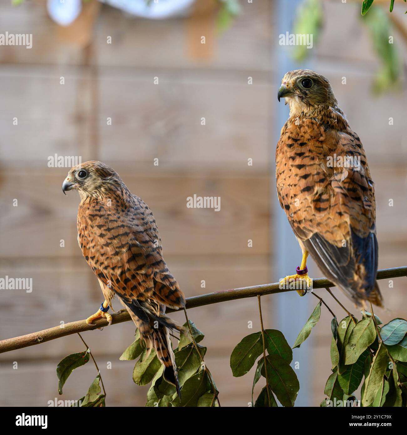 Rehabilitated Juvenile common kestrel (Falco tinnunculus), before releasing back to nature also known as the European kestrel, Eurasian kestrel or Old Stock Photo