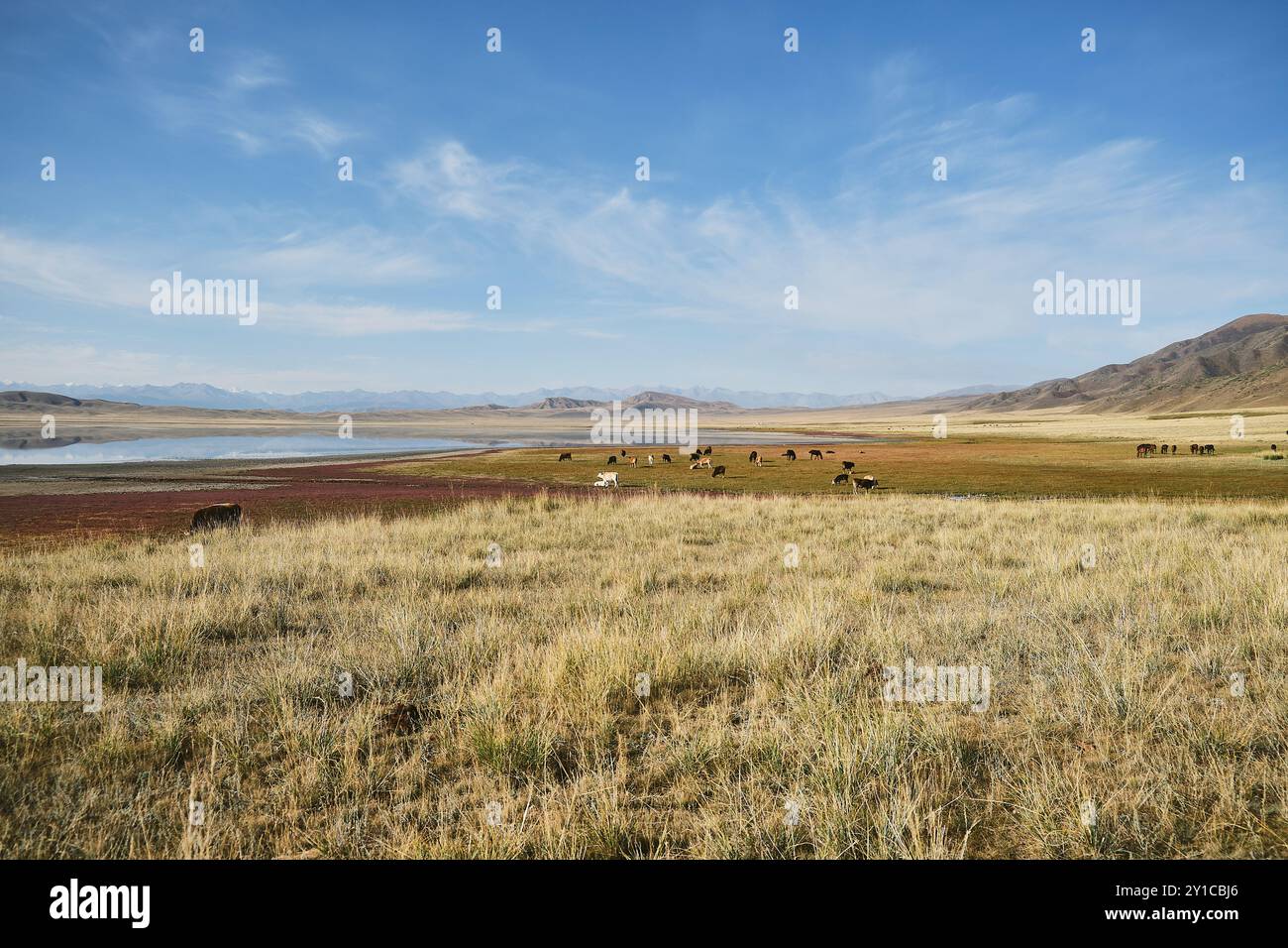 Cattle grazing field hillside hi-res stock photography and images - Alamy
