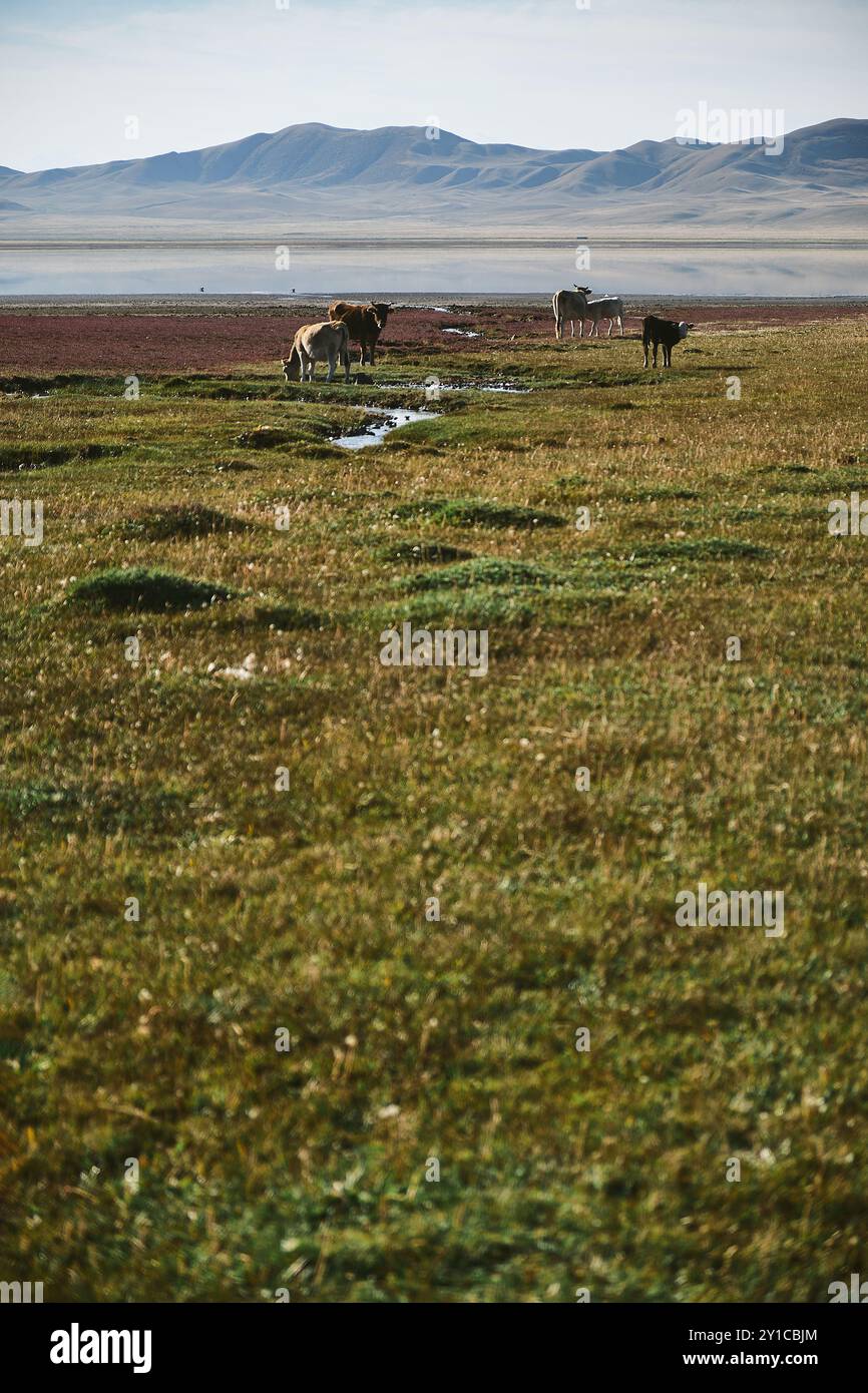 Mountain meadow grazing cows hi-res stock photography and images - Alamy