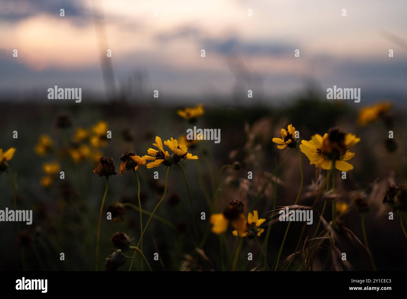 Summer wildflowers in sunrise hi-res stock photography and images - Alamy