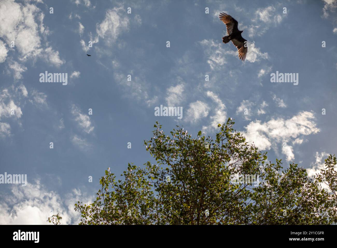 Vultures flying overhead cloudy sky Stock Photo