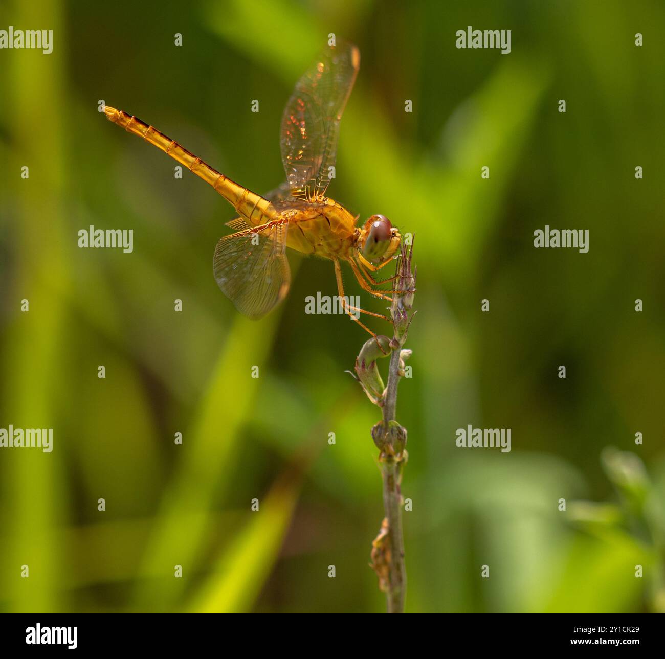 Gold dragonflies hi-res stock photography and images - Alamy