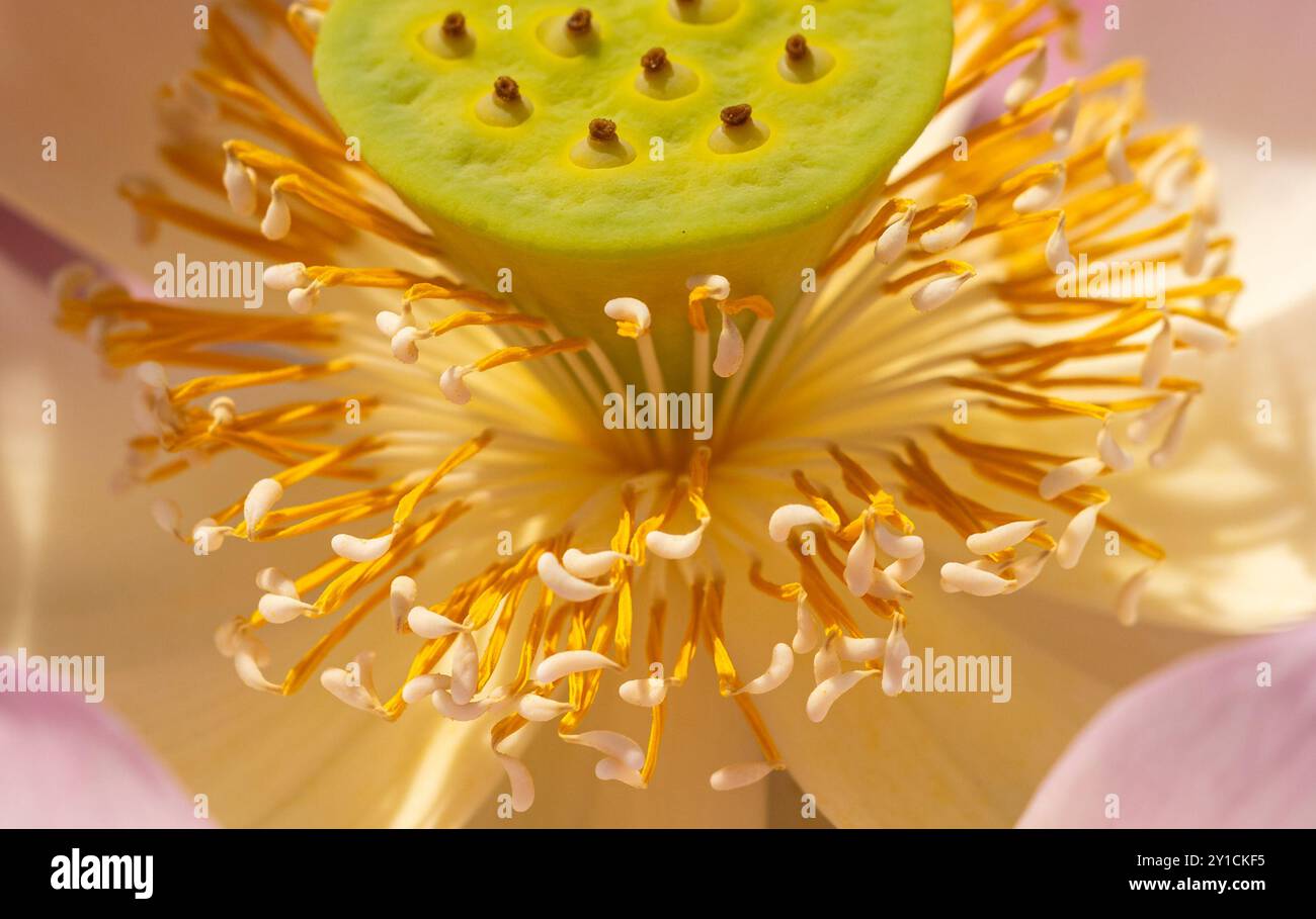 close up of Lilly plant Stock Photo