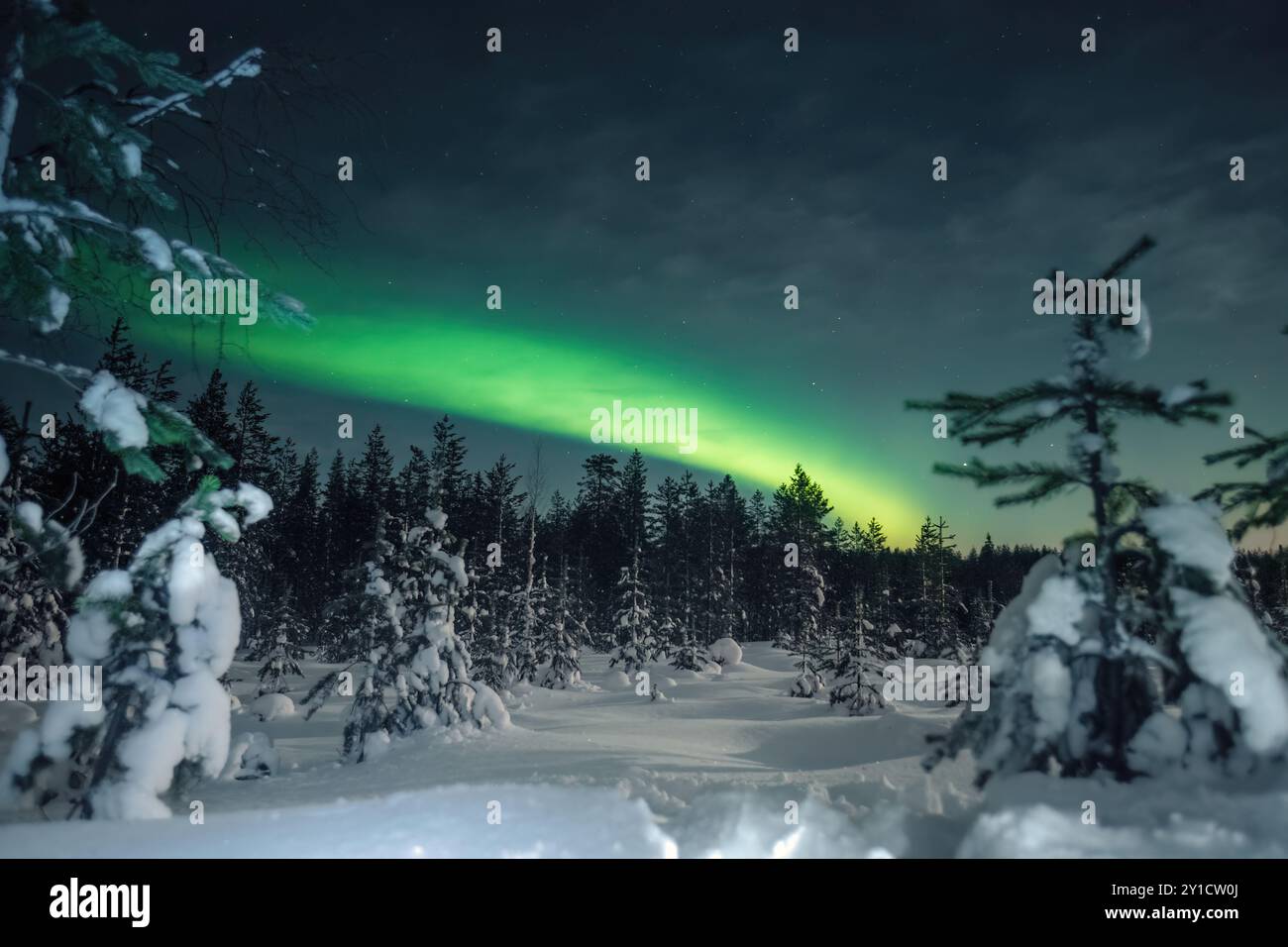 Northern lights in night sky over snowy forest outside of Rovaniemi ...