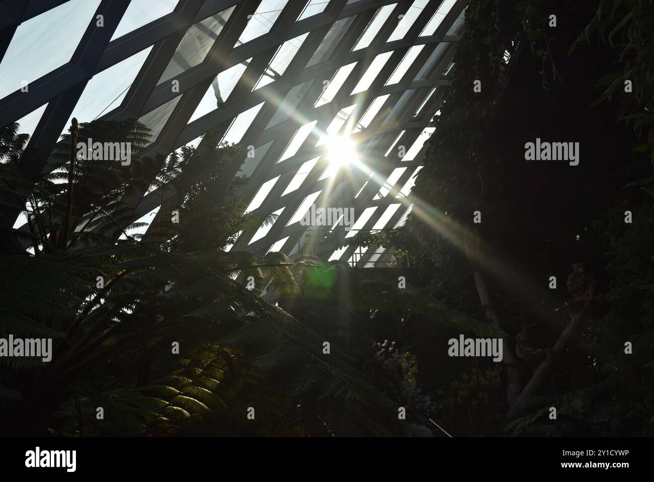 Sunlight through plants hi-res stock photography and images - Alamy