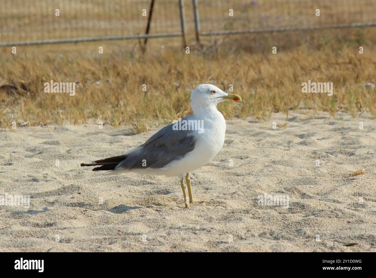 A seagull on a sandy beach Stock Photo