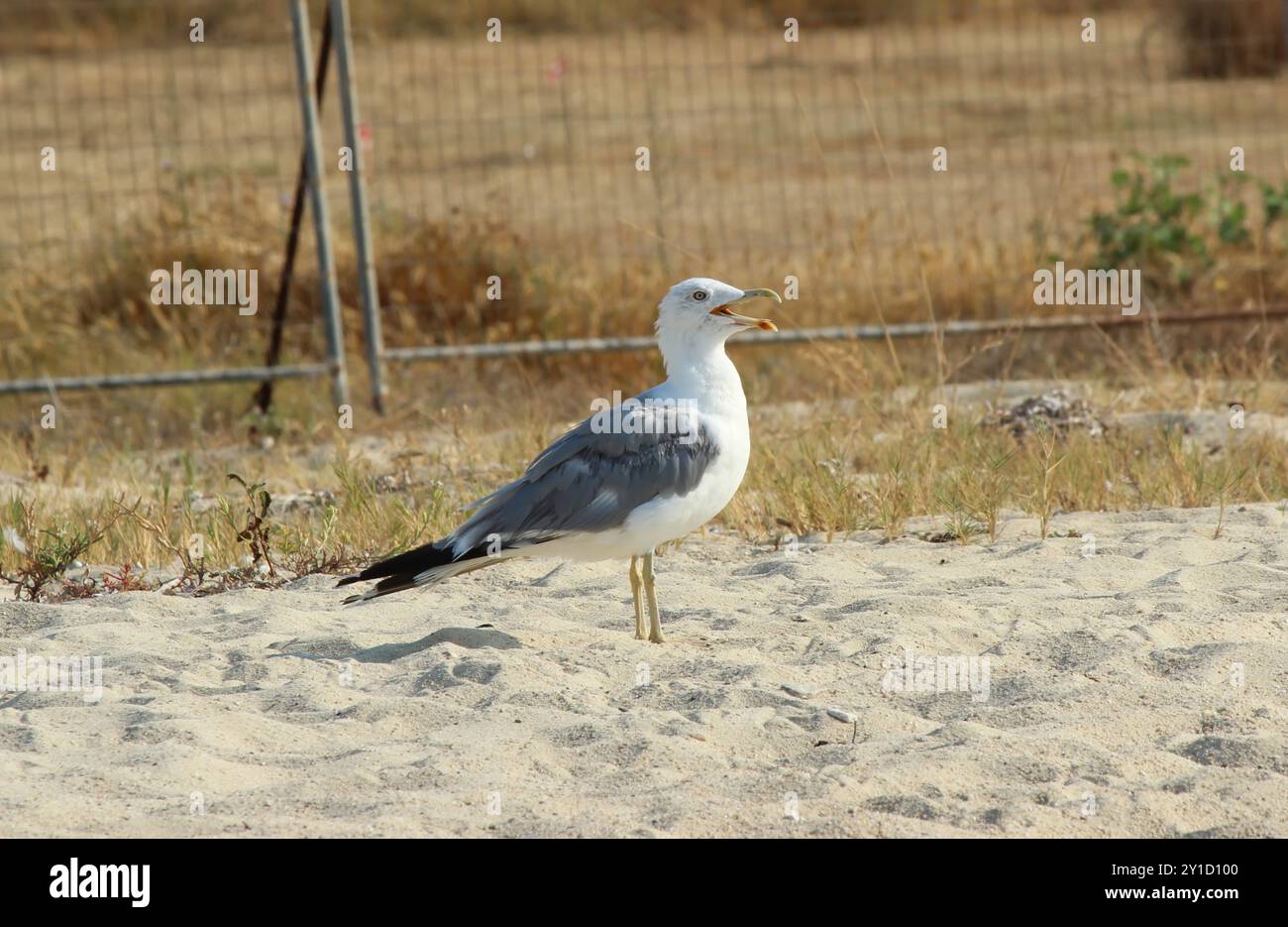 A seagull on a sandy beach Stock Photo