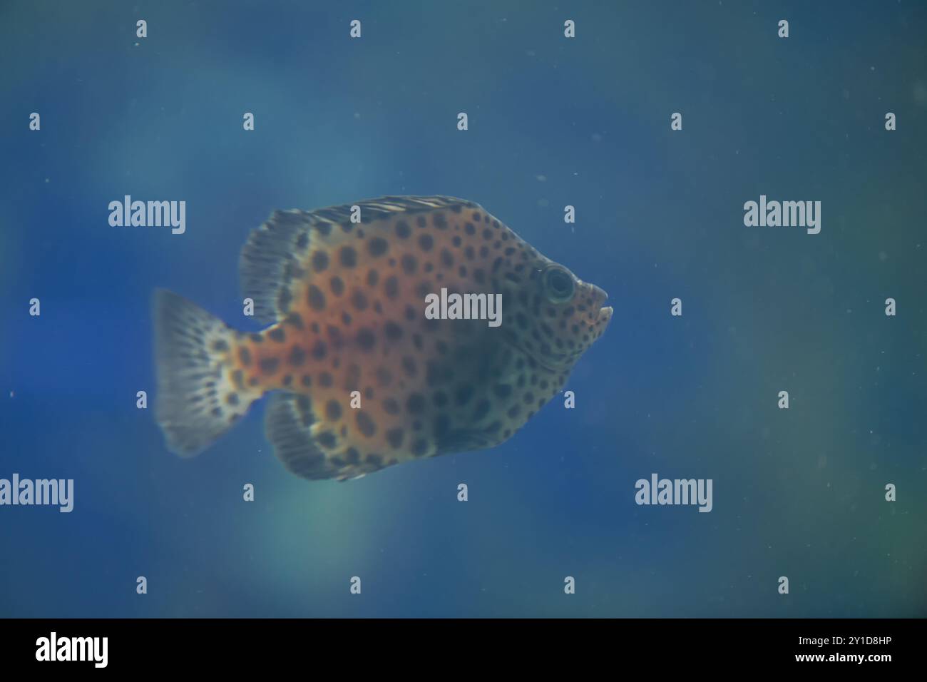 Argus Fish Scat family scatophagidae hi-res stock photography and images - Alamy